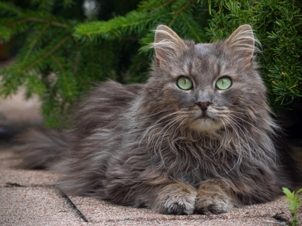 Норвежская Лесная..