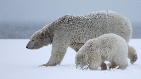Medvezhonok-sneg-dikaia-medveditsa-belaia