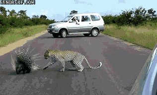 gifs 21