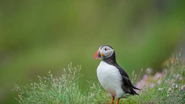AtlanticPuffin ROW2906019056 UHD