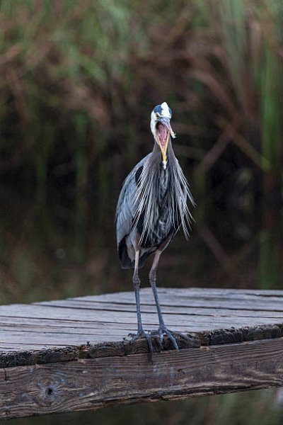 Цапля большая голубая