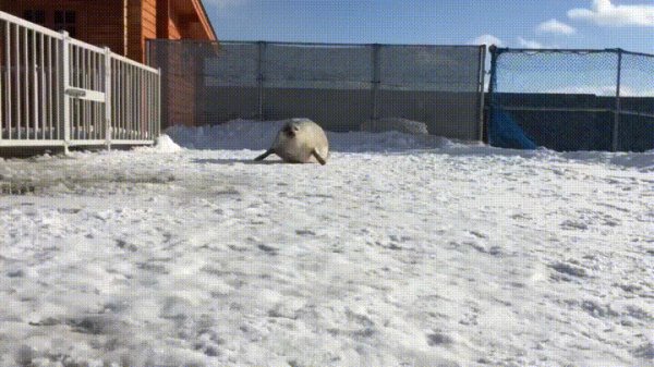 тюлень