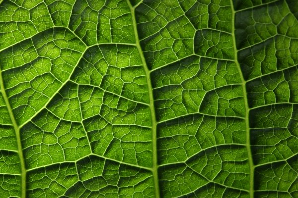 green-plant-leaf