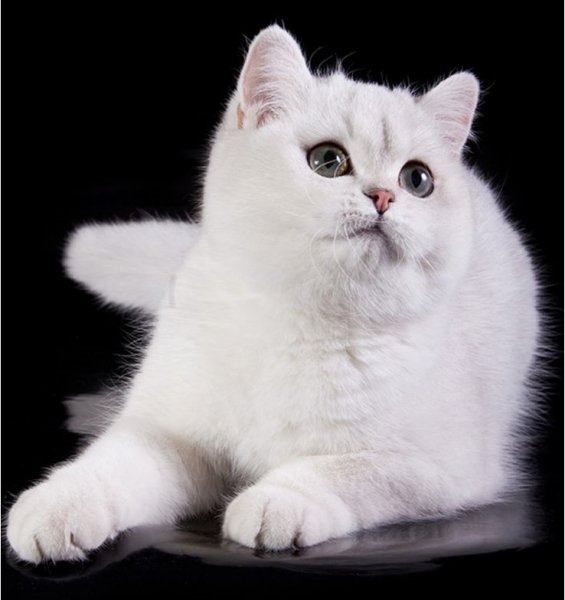 Белый кот (2)