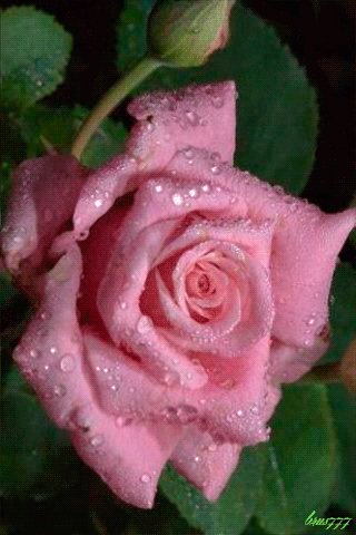file_49487151