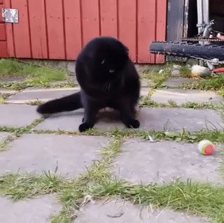 d2e8022efe7ec475398d5a87b02f68e11429db511