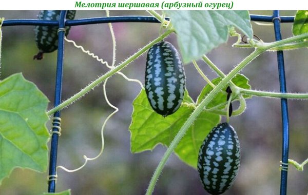 Мелотрия шершавая (арбузный огурец)