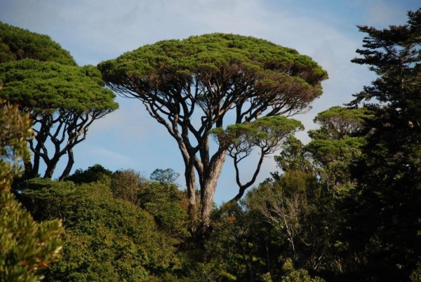 Пиния (Сосна пиния, Сосна итальянская, Pinus pinea)
