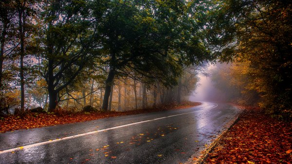Roads Forests Autumn 483204