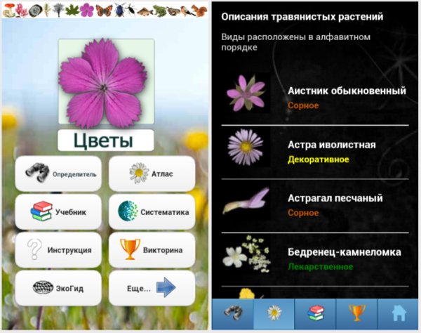 Цветы 3.03