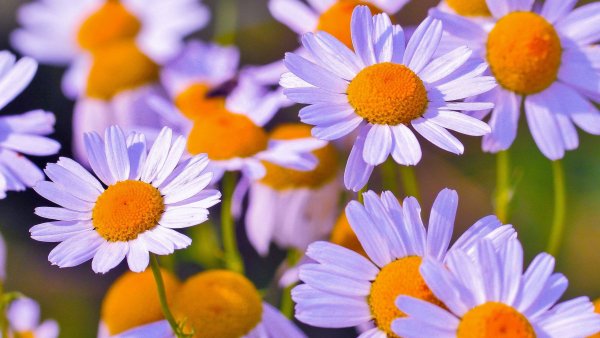 Romashki tsvety l2560x1440