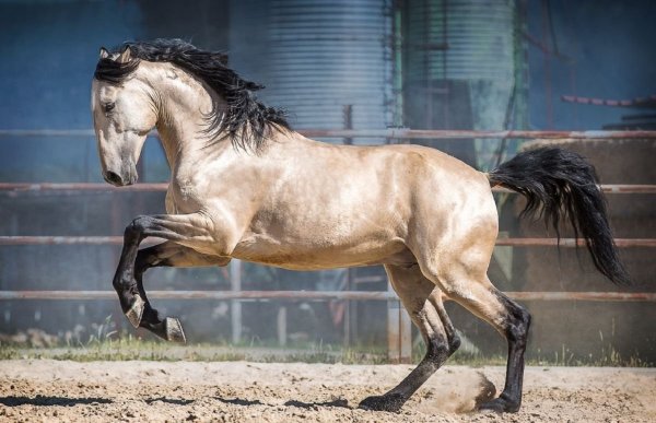 Андалузская порода лошадей