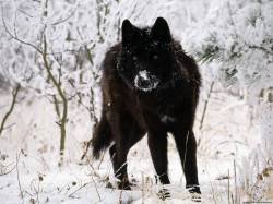 file_52848466