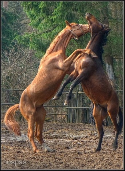 large tango loshadey