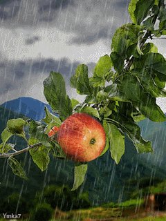 Яблоня и дождь
