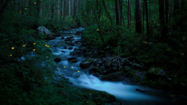 SmokyFireflies ROW1818817703 UHD