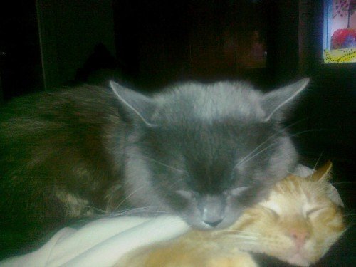 p.500.500.0