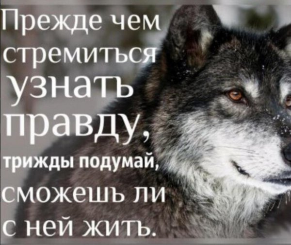 Мы любим ложь