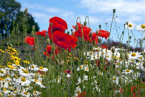 Полевые цветы