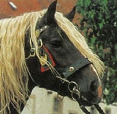 Норикийская порода лошадей (2)