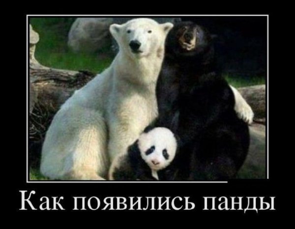 Так появились панды