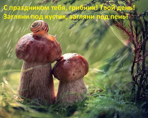 Открытка с праздником тебя грибник твой