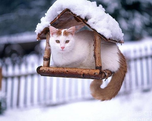 Кто в домике живёт