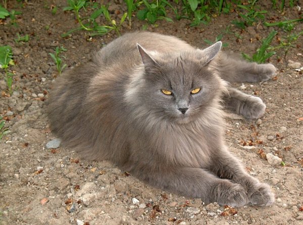 Сибирская кошка (5)