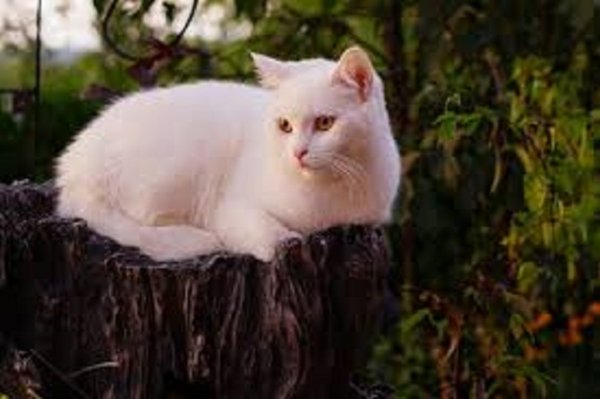 Белый кот. (4)