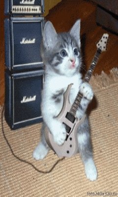 кот гитарист