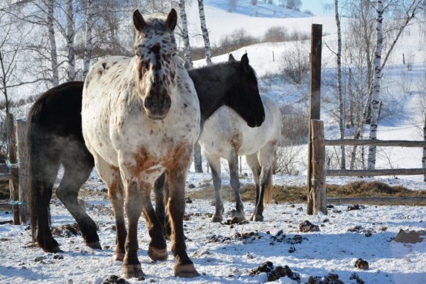 Лошадь Новоалтайская