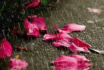 dozhd-i-lepestki-rozy