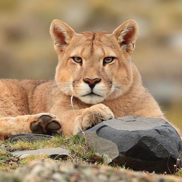 Киса