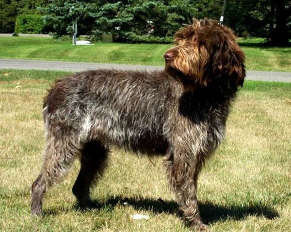 Нивернезский (нивернезский) гриффон (2)