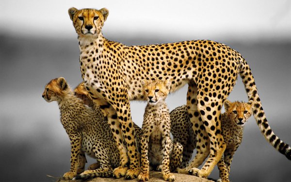 gepard-koshka-semya-kotyata