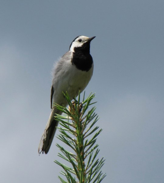 wagtail11