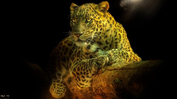 99px ru wallpaper 306651 leopard na brevne by s u n i
