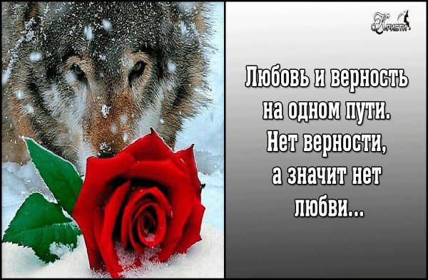 Любовь и верность
