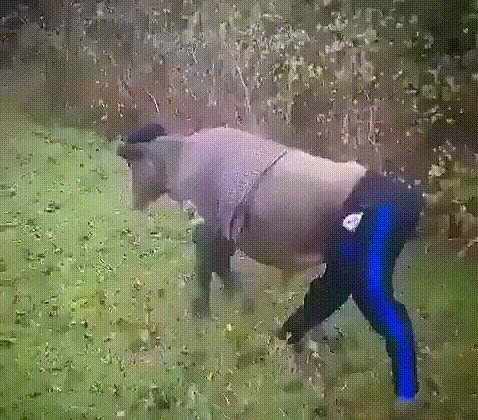 Бычок спортсмен