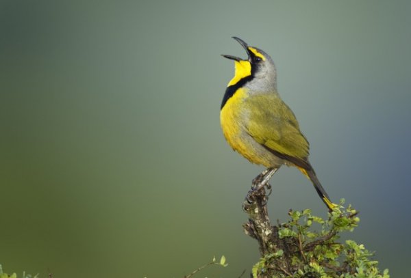air bird-singing