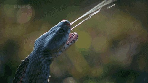 Змея