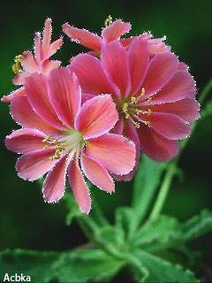 file_57139750