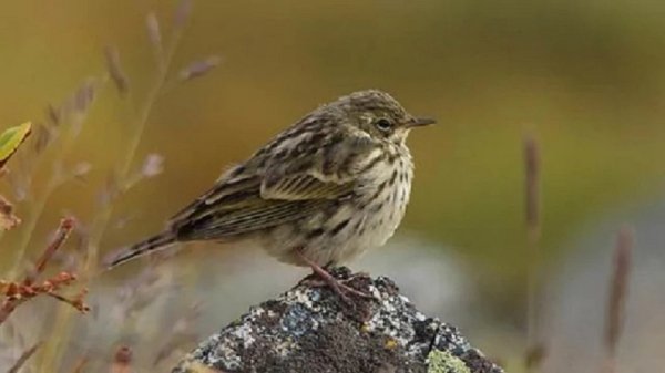 Лесной конёк (3)