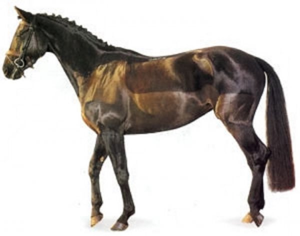 Тракененская порода лошадей (2)