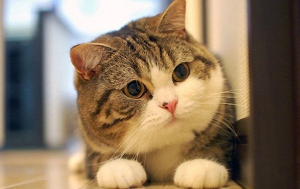Кот