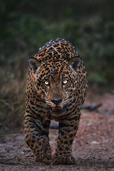 file_96318070
