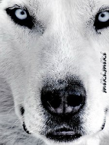 wolfbel