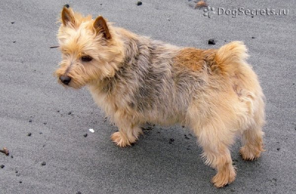 Норвич-терьер (3)
