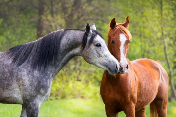 Horses Two 473251