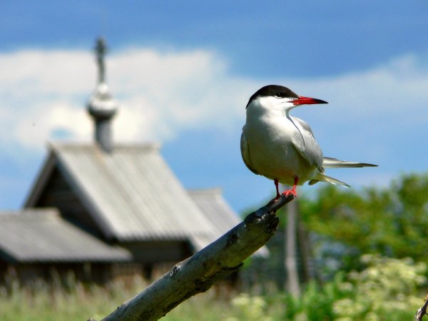 Птичка и Храм